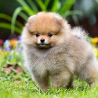 Cucciolo di spitz nano pomerania