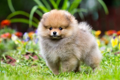 Cucciolo di spitz nano pomerania