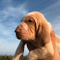 Cuccioli di bracco italiano