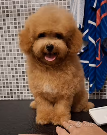 Cucciolo di barboncino