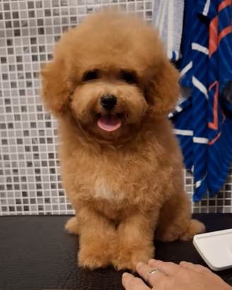 Cucciolo di barboncino