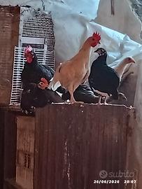 Galline nane
