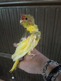 Pappagalli