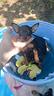 pinscher-