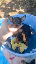 pinscher 