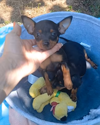 pinscher 
