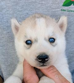 Cuccioli di Siberian Husky
