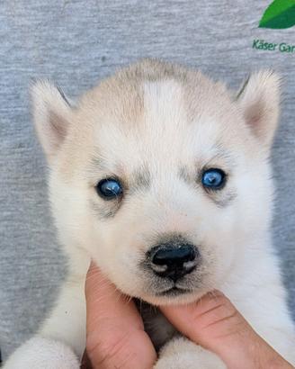 Cuccioli di Siberian Husky