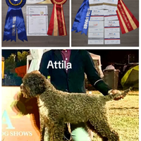 Lagotto Romagnolo