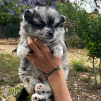 Husky miniatura merlè