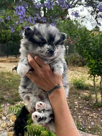 Husky miniatura merlè