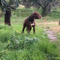 Monta pitbul ukc red nose