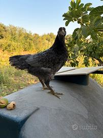 Galline