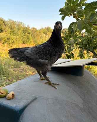 Galline