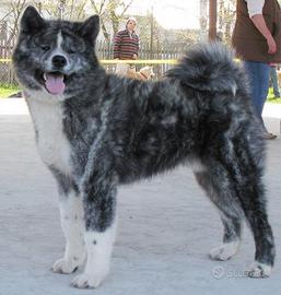 Akita Inu femmina giovane