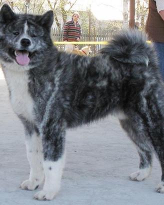 Akita Inu femmina giovane