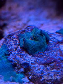 Roccia viva con coralli discosoma blu