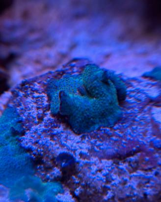 Roccia viva con coralli discosoma blu