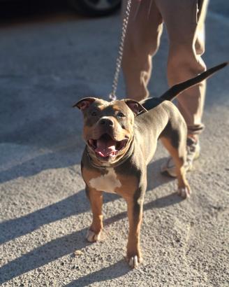 Pitbull per monta