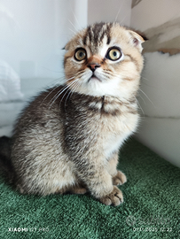 Cuccioli Scottish fold e straight pedigree ENFI