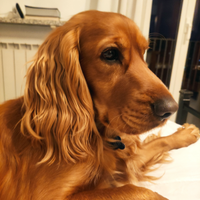 Charlie desidera una compagna- Cocker fulvo