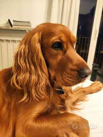 Charlie desidera una compagna- Cocker fulvo