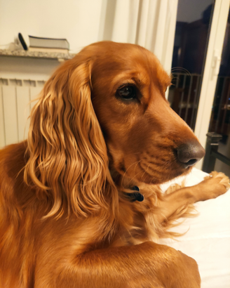 Cocker per accoppiamento
