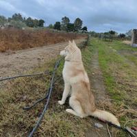 Husky femmina