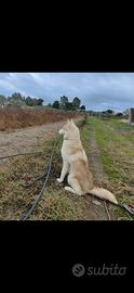 Husky femmina
