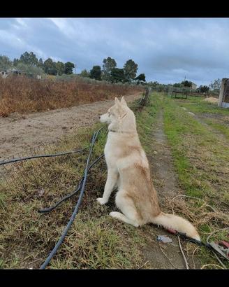 Husky femmina