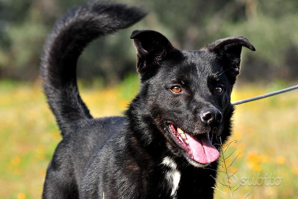 DISABITUÈ PER CANI