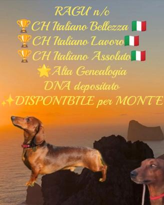 Bassotto