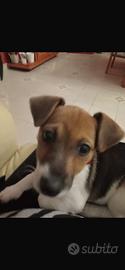 Cucciola jack russell