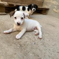 Cuccioli di jack russell