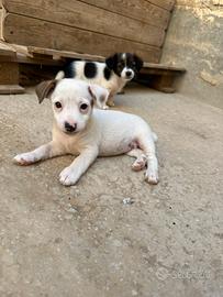 Cuccioli di jack russell