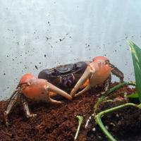 Granchio discoplax magna