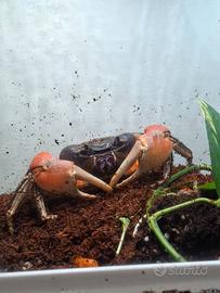 Granchio discoplax magna