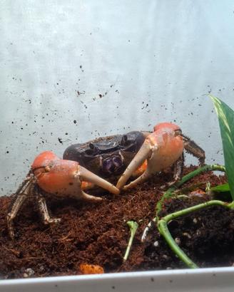 Granchio discoplax magna