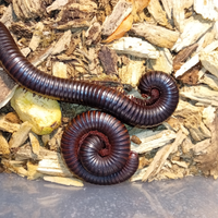 Millepiedi gigante, archispirostreptus gigas