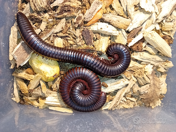 Millepiedi gigante, archispirostreptus gigas