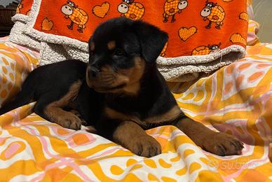 Rottweiler cuccioli