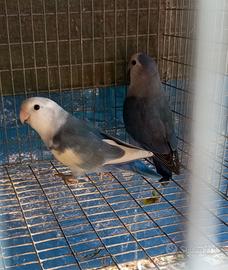 Inseparabili