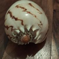 Conchiglia 🐚 tropicale 