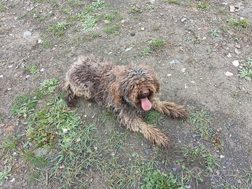 Cuccioli di lagotto romagnolo