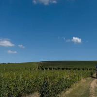Vigneto in Romania