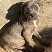 Cucciolo di cane corso