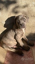 Cucciolo di cane corso