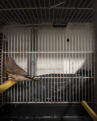 Diamante mandarino