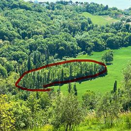 Terreno agricolo 1 ettaro con pioppi – Saludecio