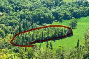 Terreno agricolo 1 ettaro con pioppi – Saludecio